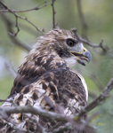 Red tailed Hawk 3805